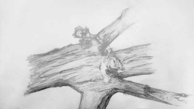 A closer pencil study of a branch junction and broken wood.